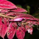 Image of Columnea ciliata (Wiehler) L. P. Kvist & L. E. Skog