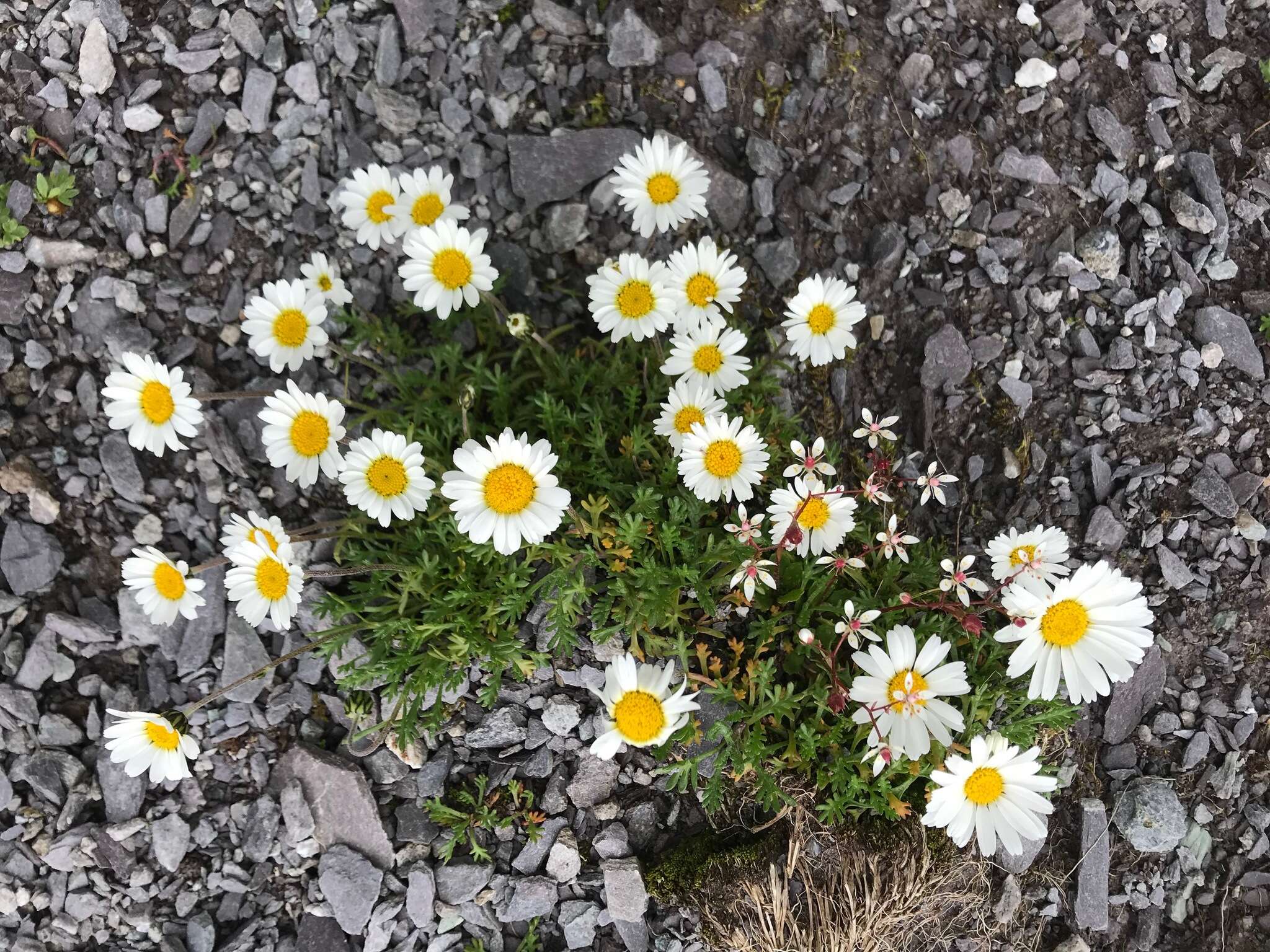 Image of Leucanthemopsis