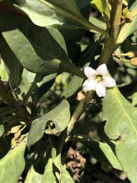 Myoporum sandwicense (A. DC.) Gray resmi