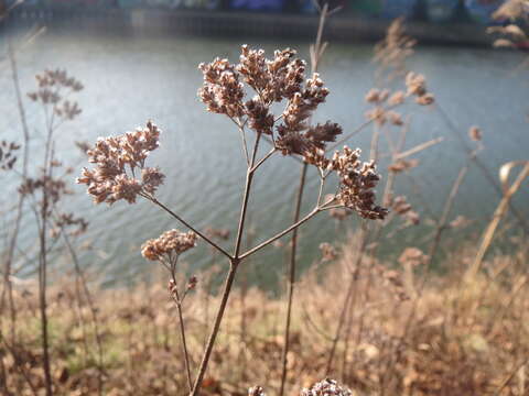 Image of oregano