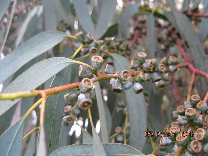 Image of cider gum