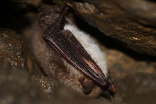 Image of Natterer's Bat