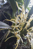 Image of Maxillaria ochroleuca Lodd. ex Lindl.