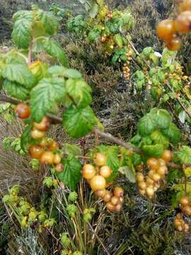 Image of Ribes bogotanum Jancz.