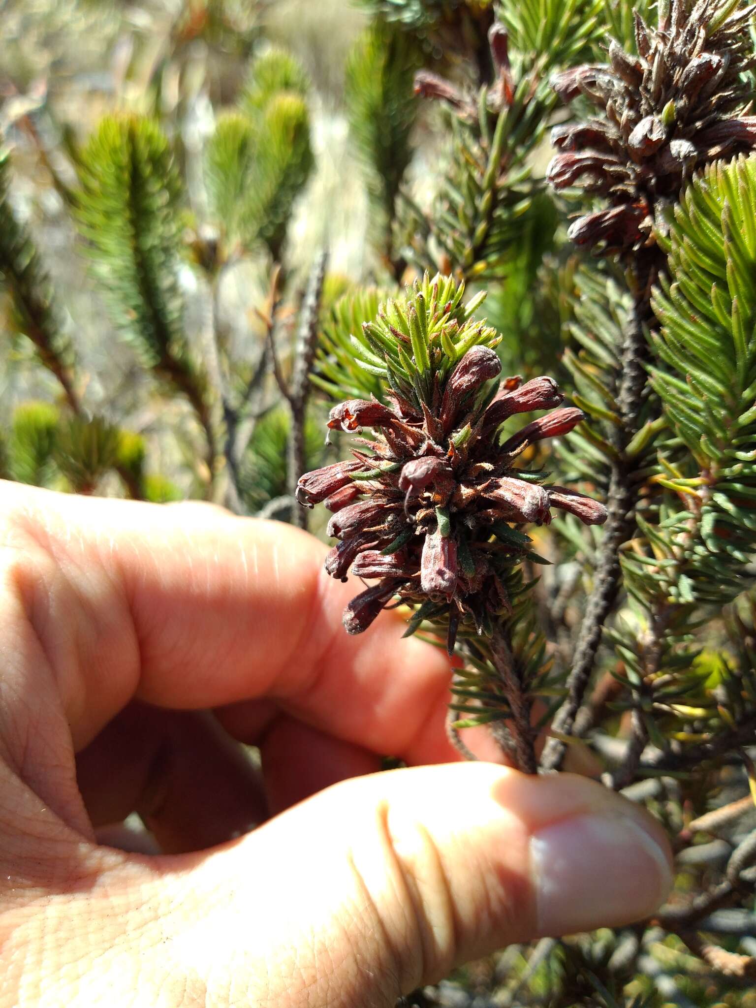 Image of Erica abietina subsp. diabolis E. G. H. Oliv. & I. M. Oliv.