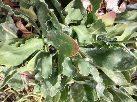 Imagem de Limonium brasiliense (Boiss.) O. Kuntze