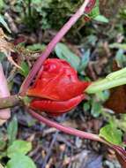 Image of Glossoloma tetragonoides (Mansf.) J. L. Clark