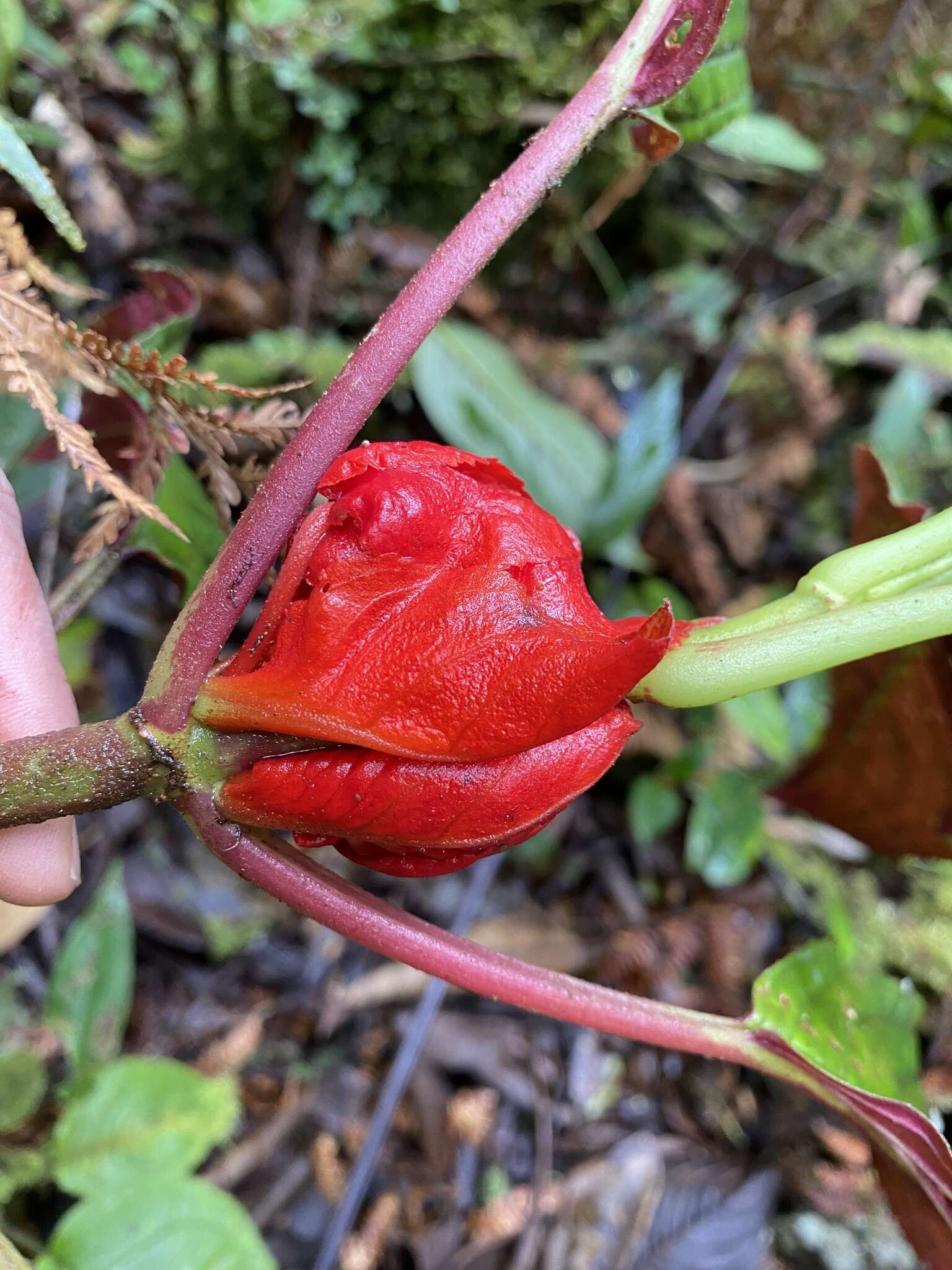 Image of Glossoloma tetragonoides (Mansf.) J. L. Clark