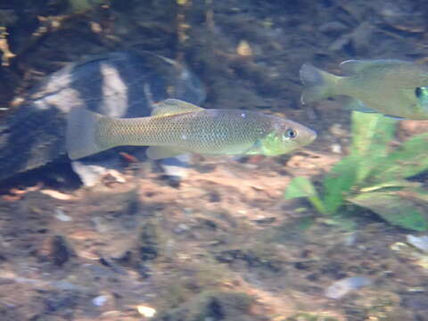 Image of Seminole Killifish