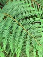 Image of Polystichum pungens (Kaulf.) C. Presl