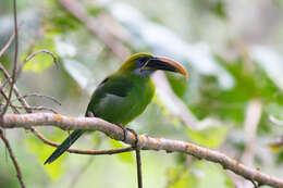 Image of Groove-billed Toucanet