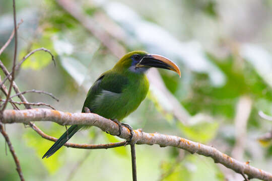 Слика од Aulacorhynchus sulcatus (Swainson 1820)