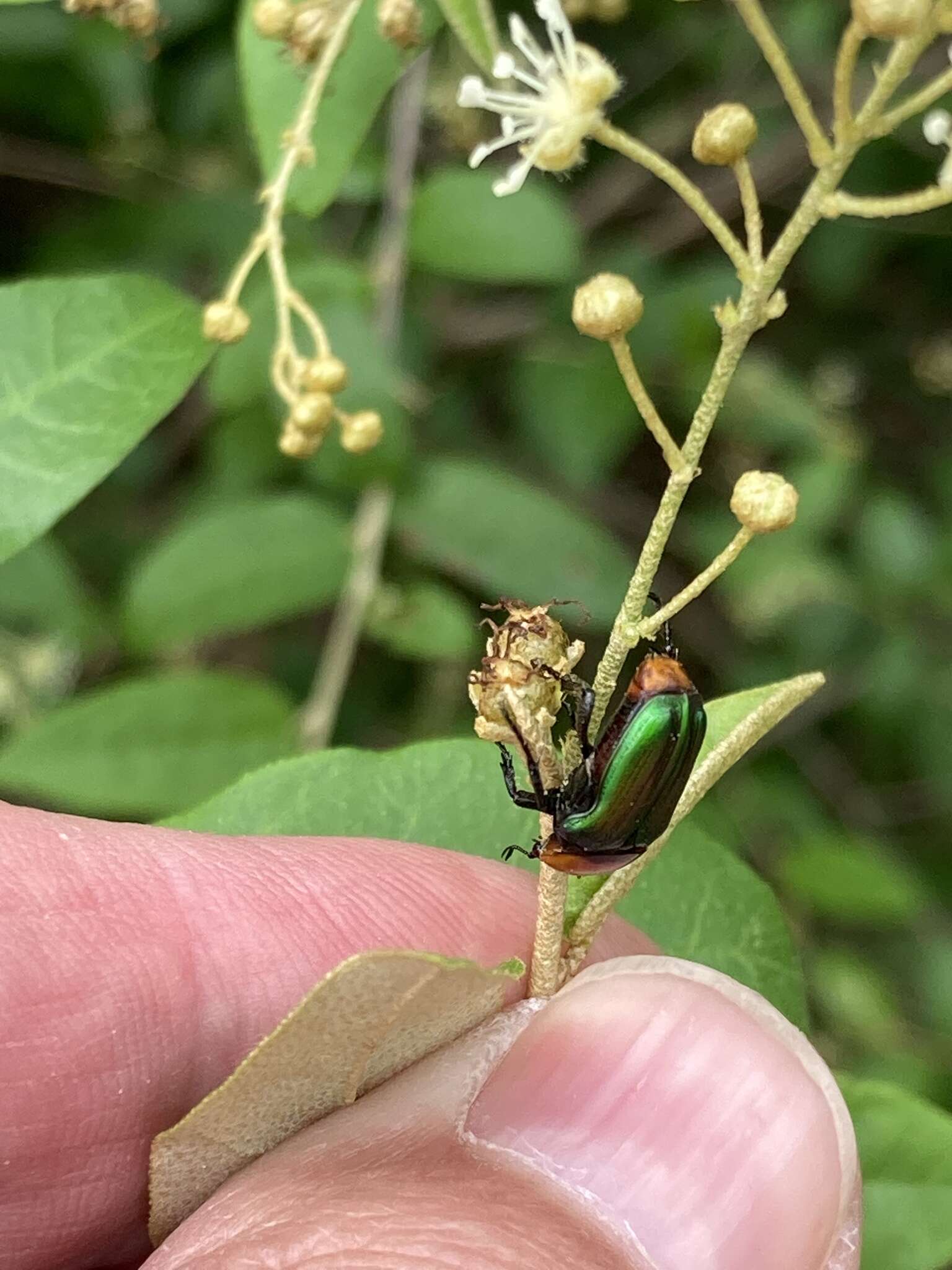 Image of Amethyst Fruit Chafer