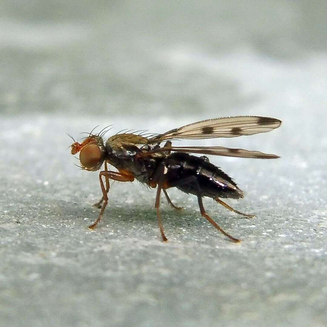 Image de Geomyza tripunctata Fallen 1823