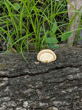 Image of Trametes cubensis (Mont.) Sacc. 1891