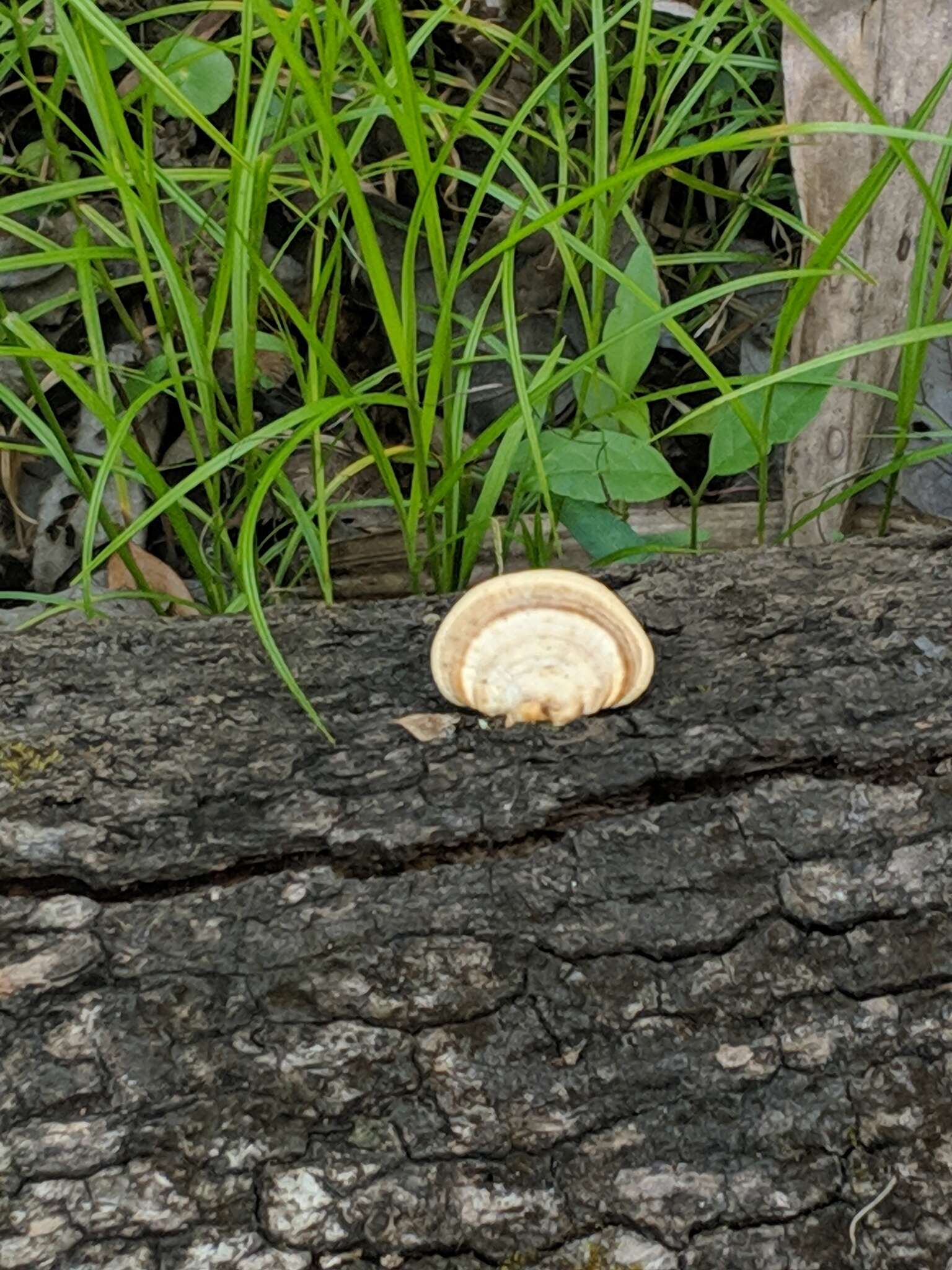 Sivun Trametes cubensis (Mont.) Sacc. 1891 kuva