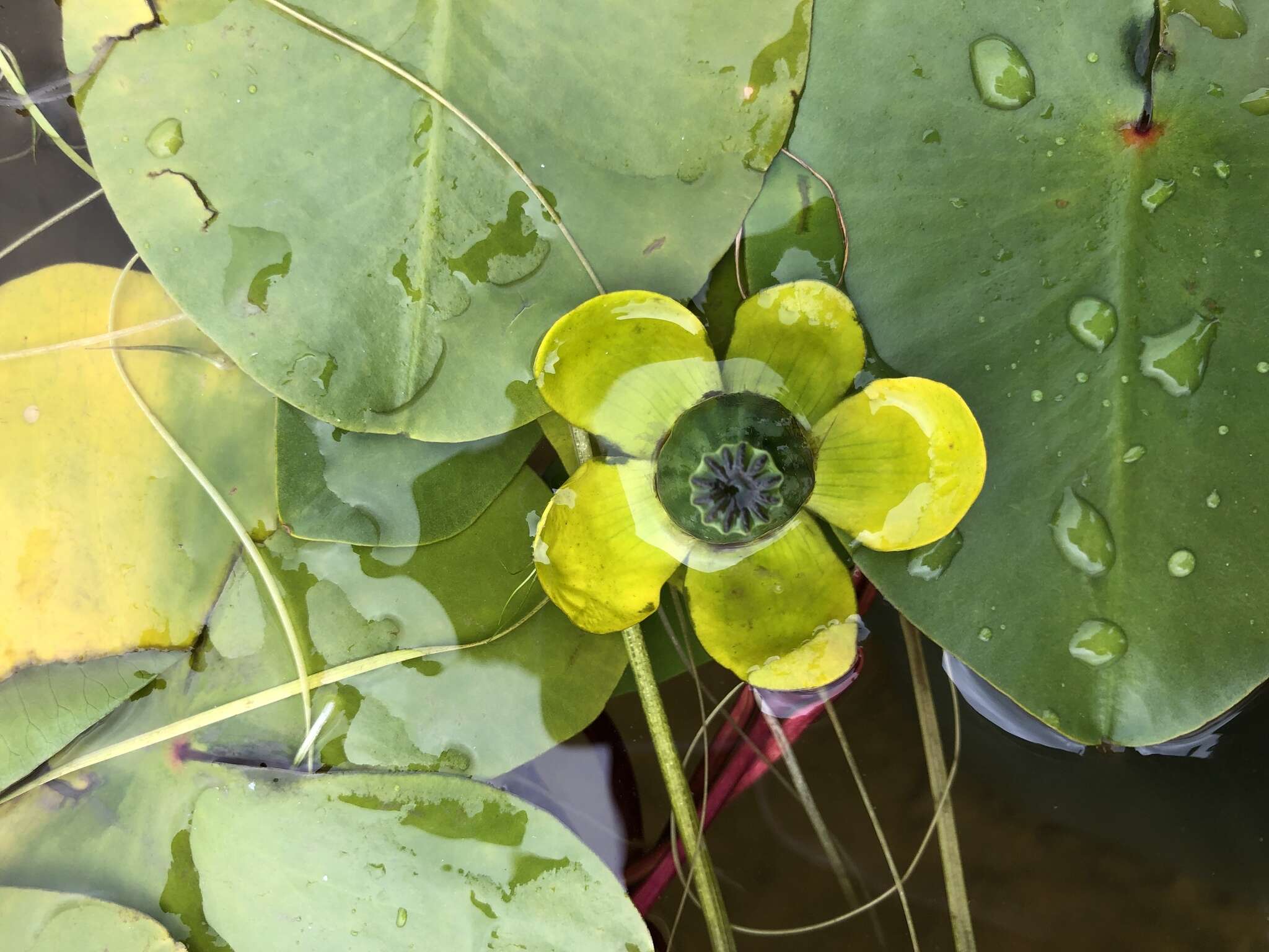 Image of Nuphar spenneriana Gaudin