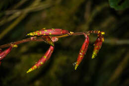 صورة Guzmania xanthobractea Gilmartin