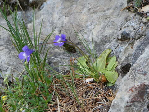 Sivun Pinguicula leptoceras Rchb. kuva