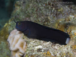 Image of Smooth-fin blenny