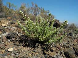Image of Micromeria hyssopifolia Webb & Berthel.
