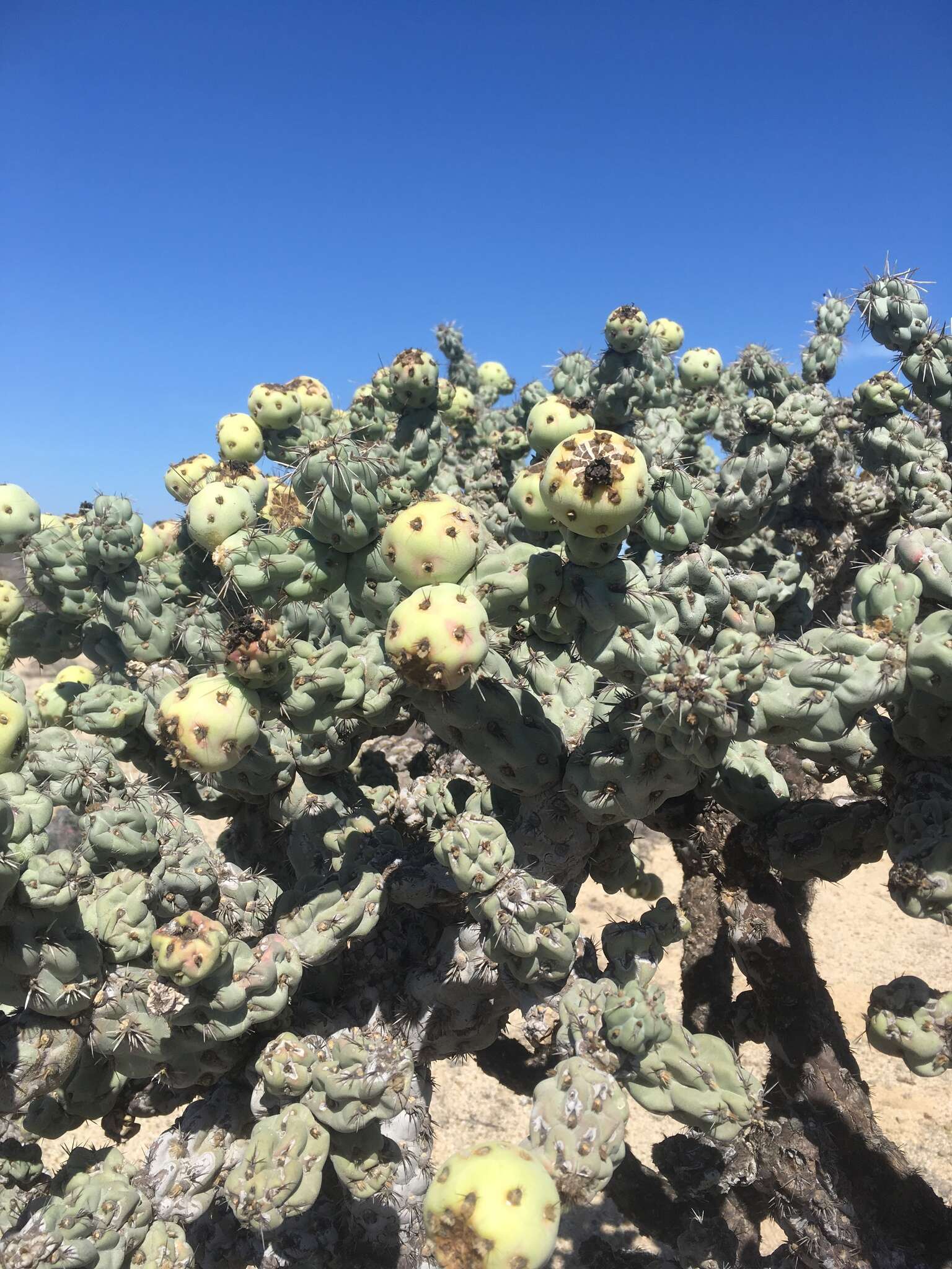 Image of Cylindropuntia cholla (F. A. C. Weber) F. M. Knuth