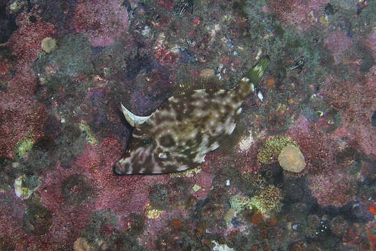 Image of Yellow-striped leatherjacket