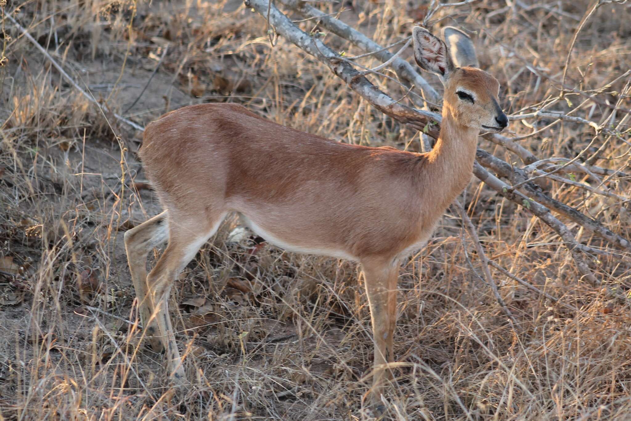 Image of Steenbok