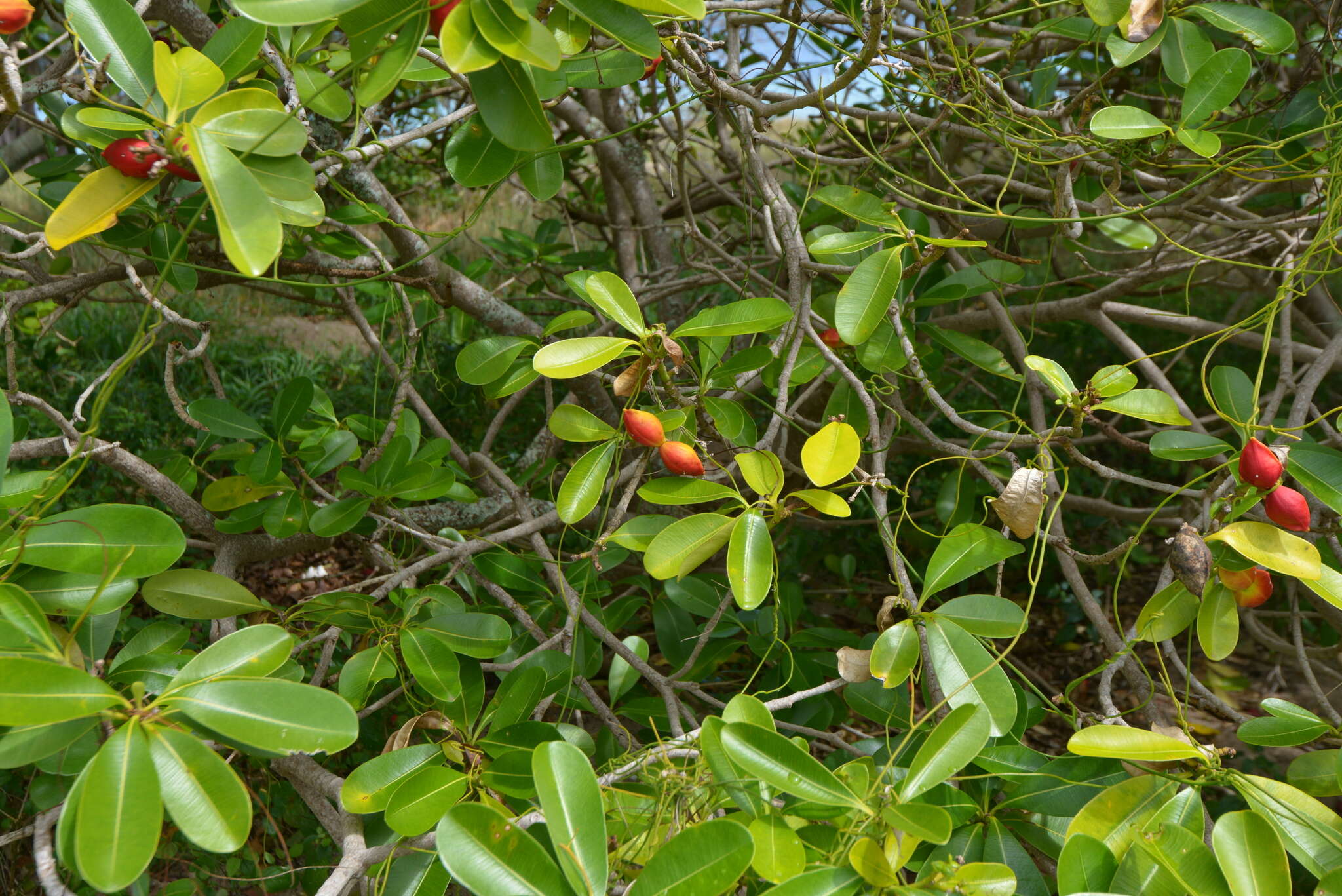 Image de Ochrosia elliptica Labill.