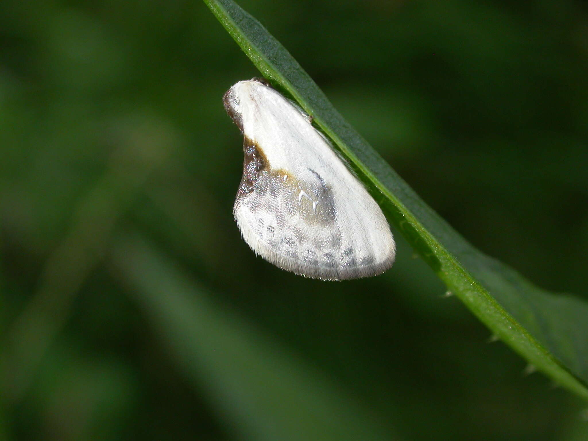 Image of Cilix