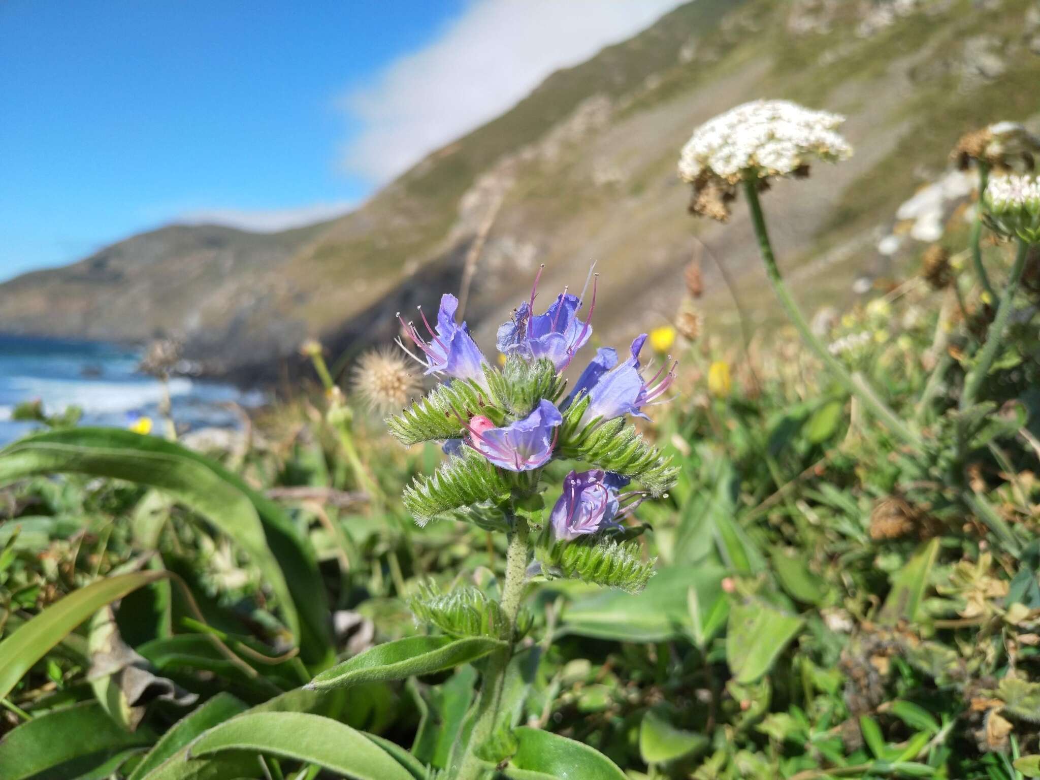 Echium vulgare subsp. vulgare的圖片