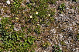 Image of entireleaf mountain-avens