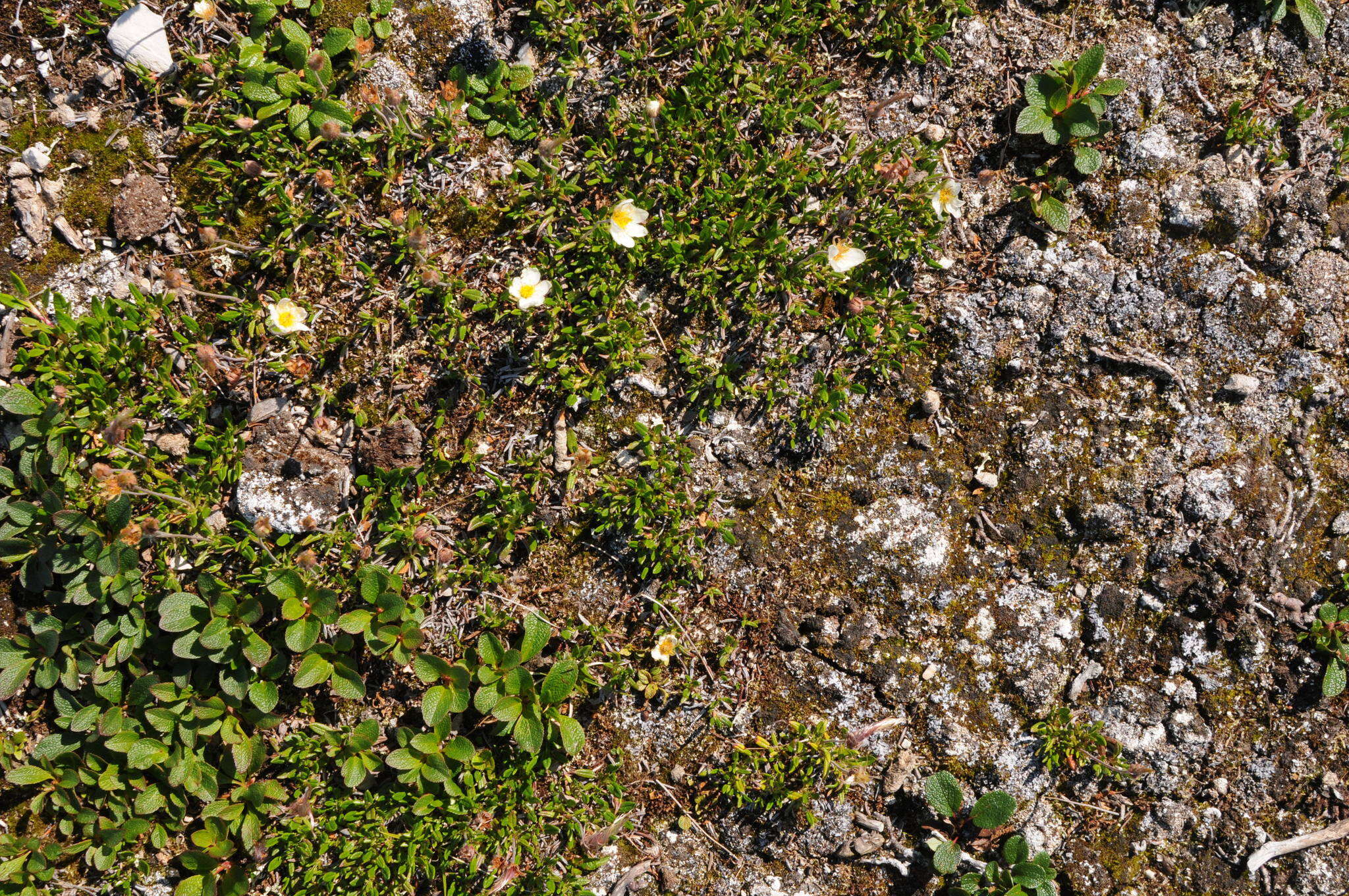 Image of entireleaf mountain-avens