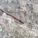 Image of Deppe's Centipede Snake