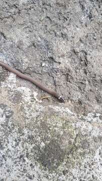 Image of Deppe's Centipede Snake