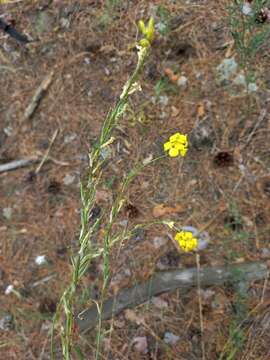 Image de Erysimum canum (Piller & Mitterp.) Polatschek