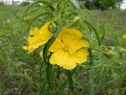 Oenothera berlandieri subsp. pinifolia (Engelm.) W. L. Wagner & Hoch resmi