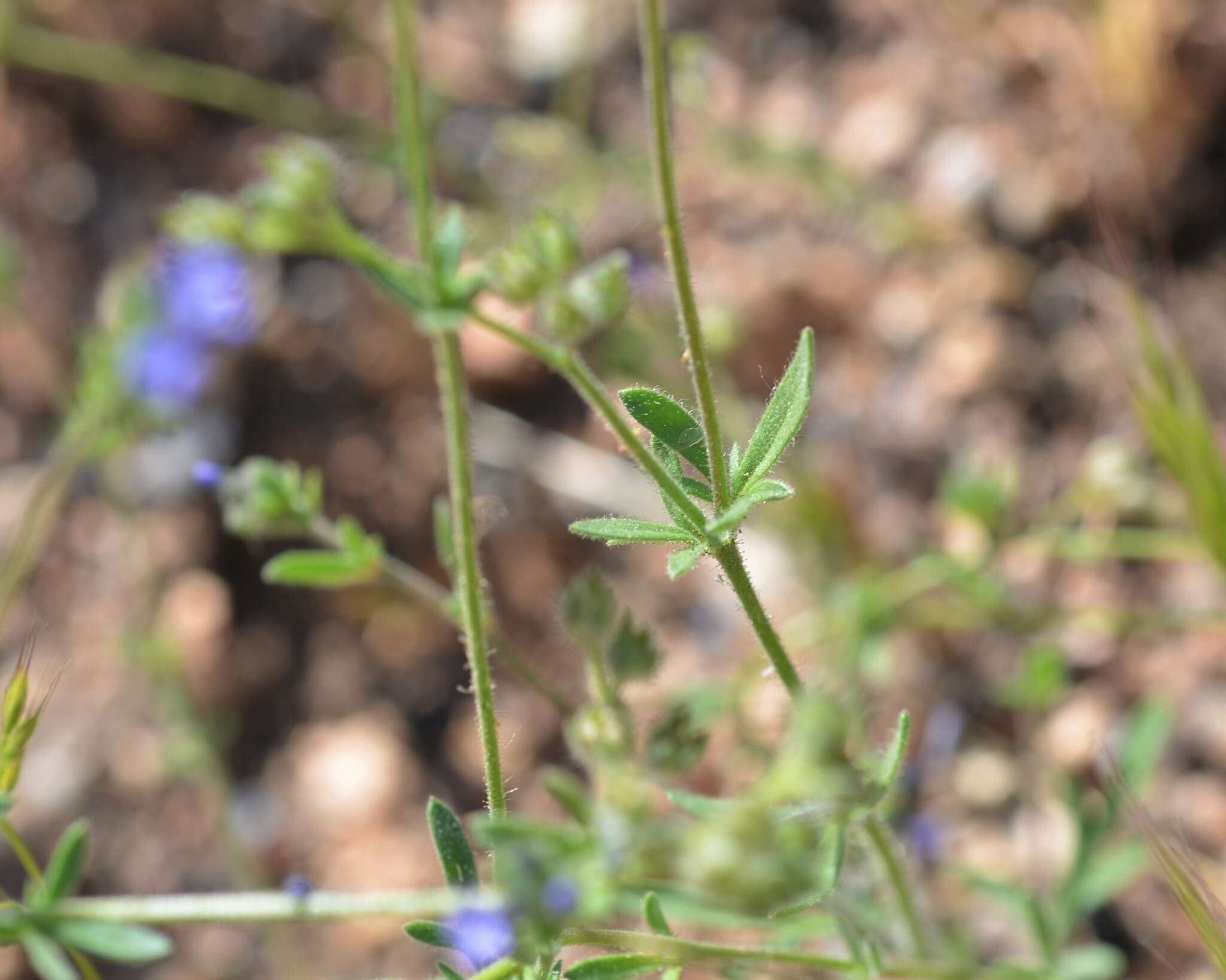 Plancia ëd Allophyllum gilioides subsp. gilioides