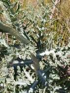 Image of Hawaiian prickly poppy