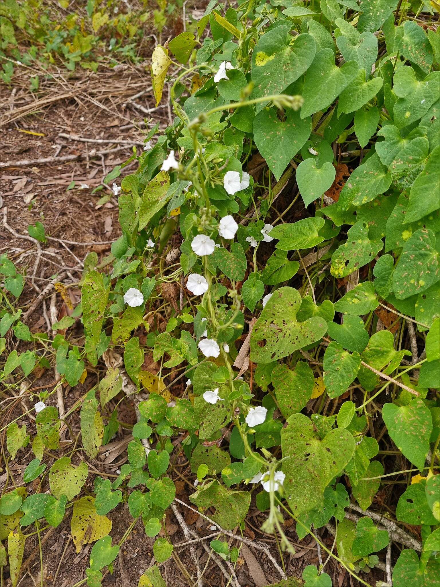 Image of Ipomoea biflora subsp. biflora