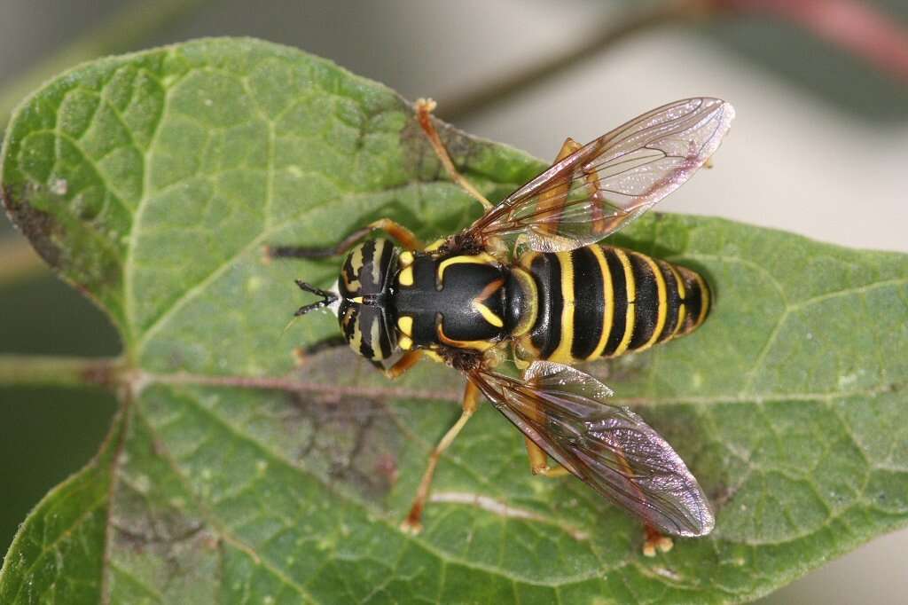 Image of Eastern Hornet Fly