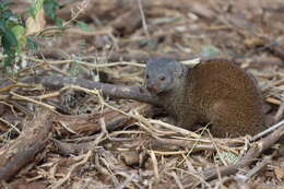 Image de Mangouste velue