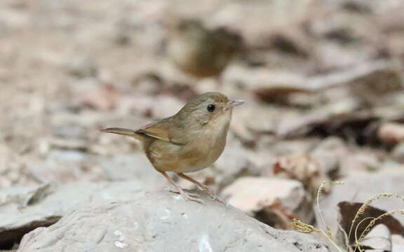 Image of Buff-breasted Babbler