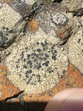 Image of disc lichen