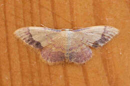 صورة Idaea ostrinaria