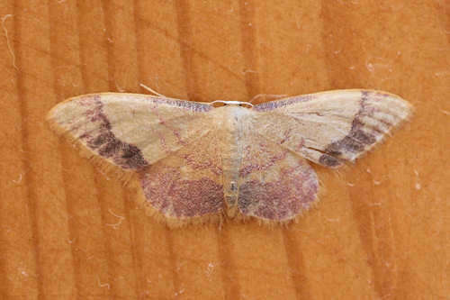 صورة Idaea ostrinaria