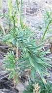 Image of California rayless fleabane