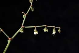 Eriogonum deflexum var. nevadense Reveal resmi