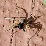 صورة Pardosa californica Keyserling 1887