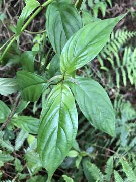 Image of Mussaenda pubescens Dryand.